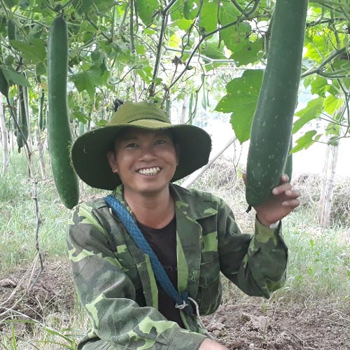 Bỏ ngô trồng bí, "hot boy đồng rừng" thu lãi 30 triệu đồng/vụ - 4