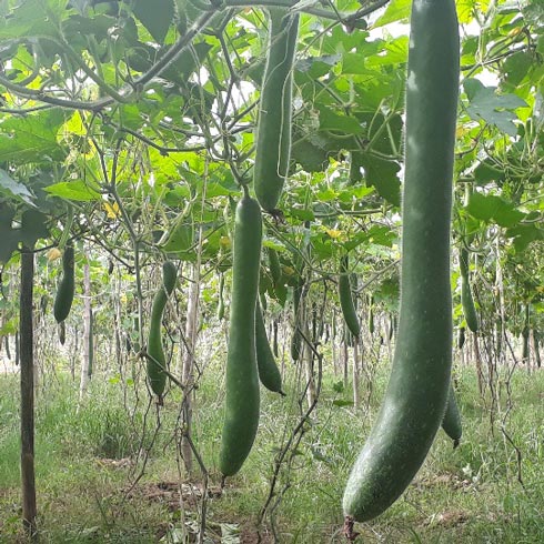 Bỏ ngô trồng bí, "hot boy đồng rừng" thu lãi 30 triệu đồng/vụ - 5