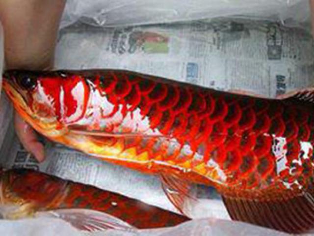 Tin tức trong ngày - Huyền thoại về loài cá vẩy đỏ như máu ở Biển Hồ