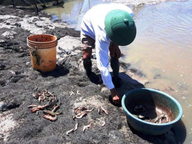 Thị trường - Tiêu dùng - Thanh Hóa: Tôm sú chết đỏ đầm, người dân "khóc ròng" vì mất tiền tỷ