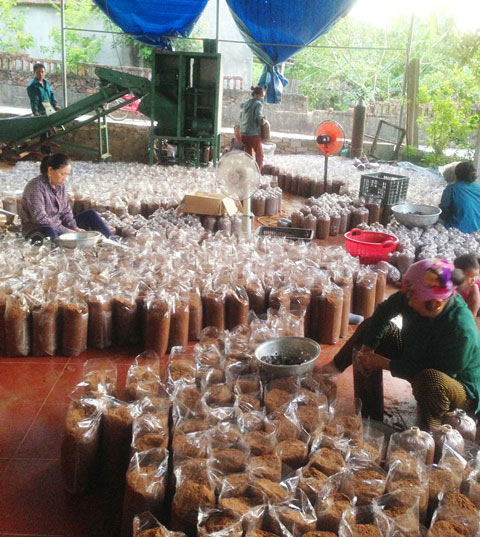 Cử nhân trẻ bỏ phố về quê "cắm" sổ đỏ vay 1 tỷ trồng nấm CNC - 3