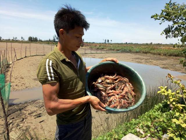Thanh Hóa: Tôm sú chết đỏ đầm, người dân &#34;khóc ròng&#34; vì mất tiền tỷ - 2
