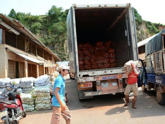 Thị trường - Tiêu dùng - Nông sản siêu rẻ Trung Quốc đổ về rầm rộ, "đội lốt" nông sản Đà Lạt