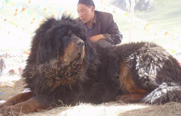 Chi hàng chục tỷ để mua “chó lai sư tử” khổng lồ - 1