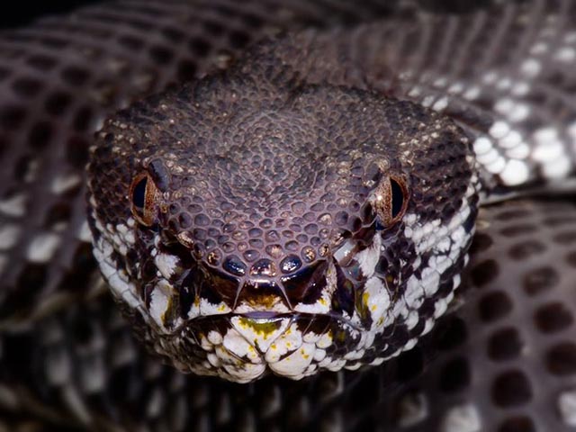Hòn đảo ”kinh dị” là nhà của hơn 20.000 con rắn độc