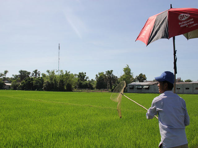 Tuyệt chiêu săn ong bầu bằng vợt trên ruộng thu bộn tiền ngày nắng gắt - 1