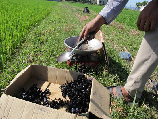 Tuyệt chiêu săn ong bầu bằng vợt trên ruộng thu bộn tiền ngày nắng gắt - 2