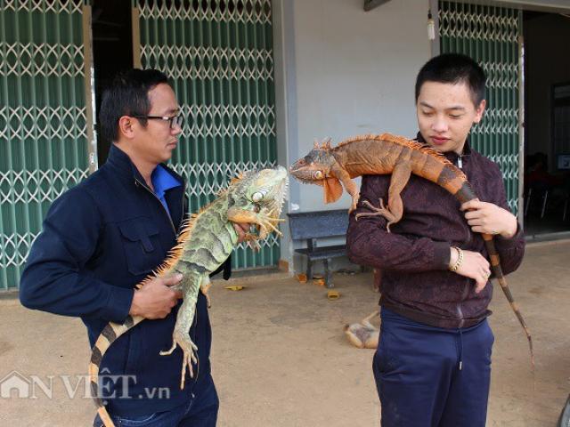 Thị trường - Tiêu dùng - Cận cảnh: Rùng mình xem chàng trai 9X nuôi đàn "rồng" đông như gà