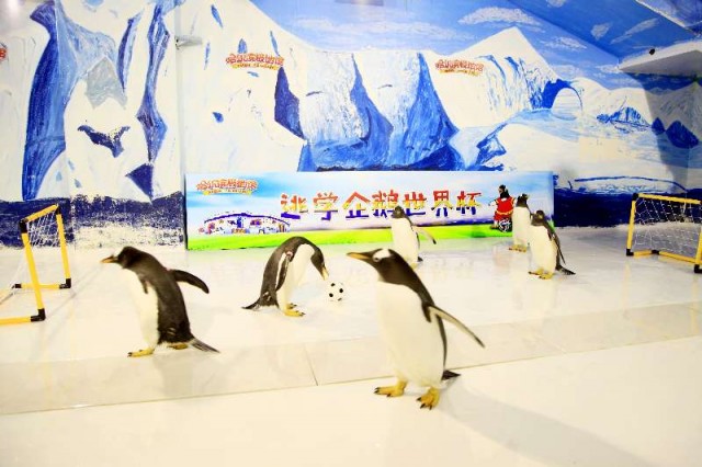 Bảo tàng Trung Quốc hút khách nhờ giải World Cup dành cho... chim cánh cụt - 1
