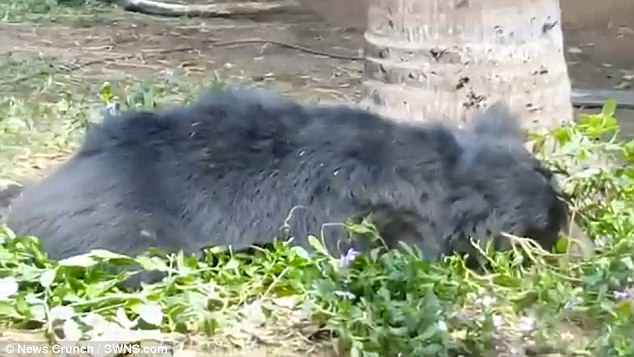 Ấn Độ: Gấu cắn xé người đàn ông, bị đám đông dân làng đánh chết - 2