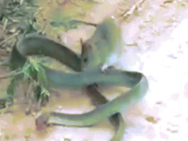 Thế giới - Kinh ngạc cảnh chuột tấn công, cắn xé rắn "khủng"