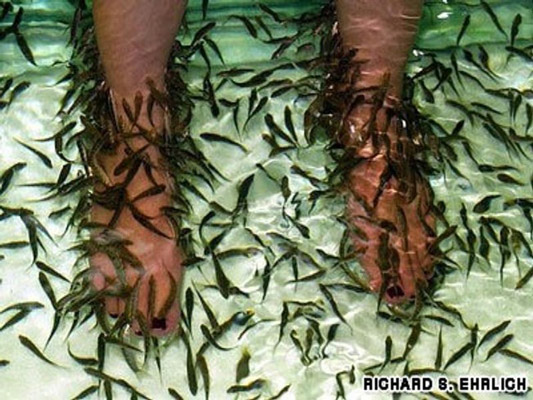 Rớt sạch móng chân sau khi massage chân bằng cá - 1