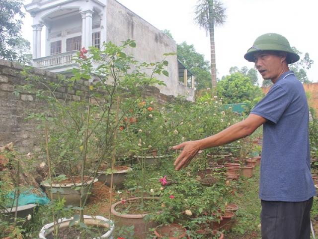 Thị trường - Tiêu dùng - Phú Thọ: Vườn 3.000m2 trồng các loài hoa, mỗi năm thu 700 triệu đồng