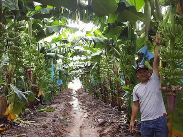 Tài chính - Bất động sản - "Ế" nặng trái phiếu, kế hoạch trồng thêm chuối và ớt của bầu Đức gặp khó