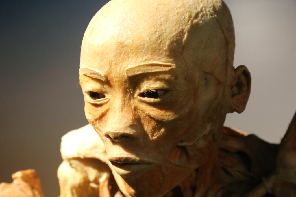 Bên trong triển lãm trưng bày xác người ở TP.HCM - 3