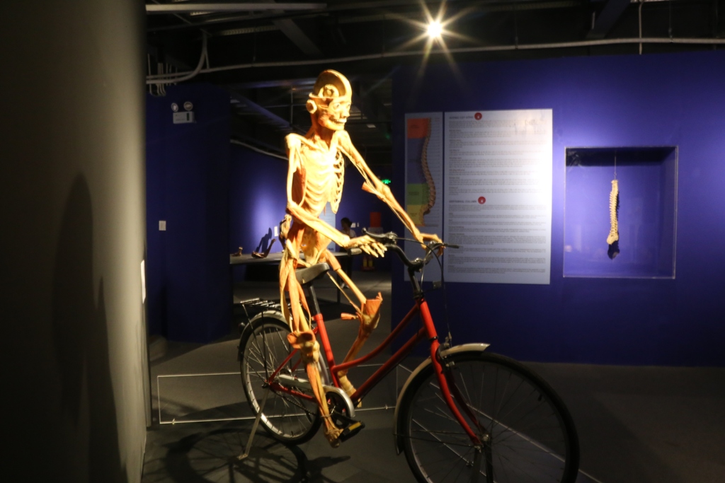 Bên trong triển lãm trưng bày xác người ở TP.HCM - 11