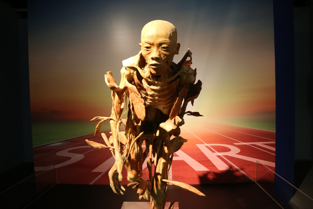 Bên trong triển lãm trưng bày xác người ở TP.HCM - 12