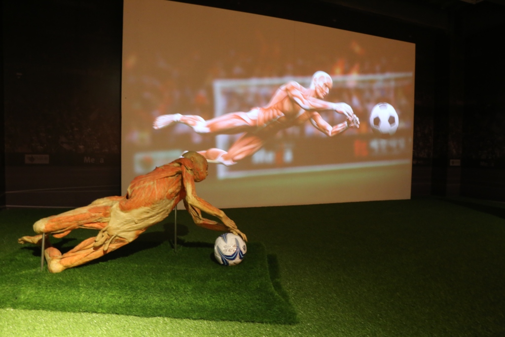 Bên trong triển lãm trưng bày xác người ở TP.HCM - 13