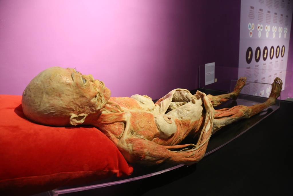 Bên trong triển lãm trưng bày xác người ở TP.HCM - 15