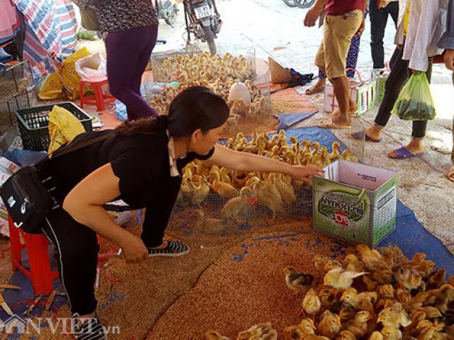 Thị trường - Tiêu dùng - Biết rõ gia cầm giống nhập lậu từ Trung Quốc, dân vẫn liều mua