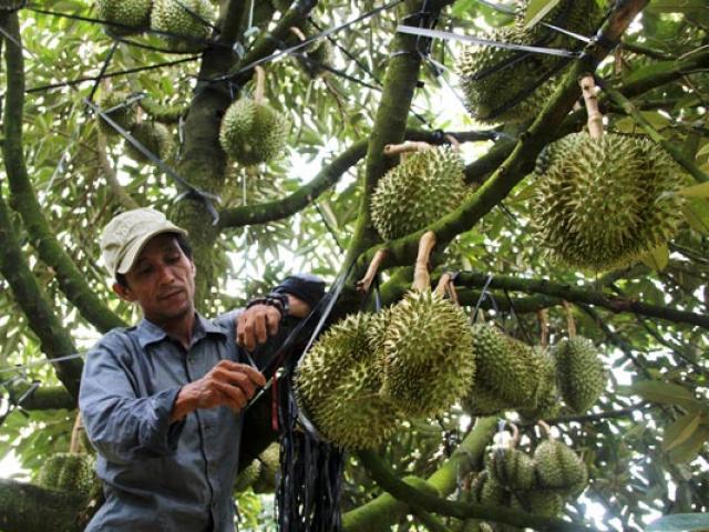 Thị trường - Tiêu dùng - Gần cuối vụ giá sầu riêng tăng "nóng", nhà nào có 1ha là có tiền tỷ