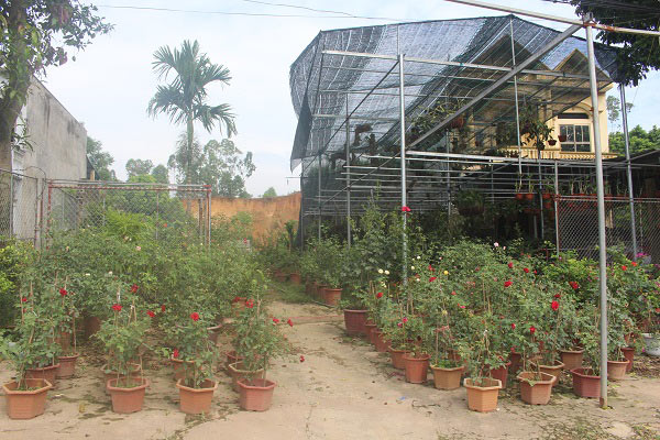 Phú Thọ: Vườn 3.000m2 trồng các loài hoa, mỗi năm thu 700 triệu đồng - 4
