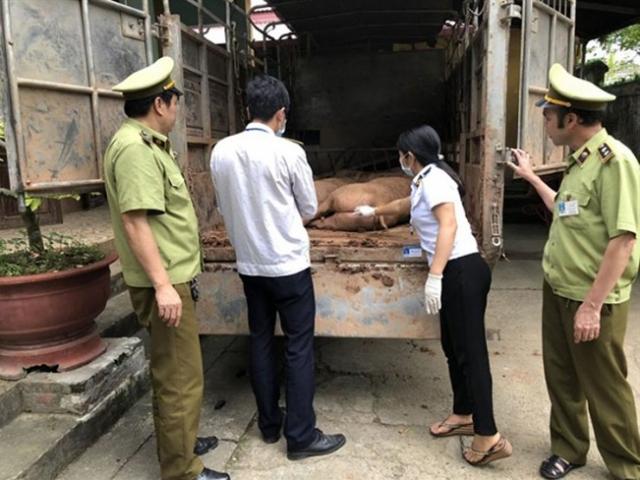 Sốc: Heo sống Trung Quốc "chạy" ồ ạt vào Việt Nam