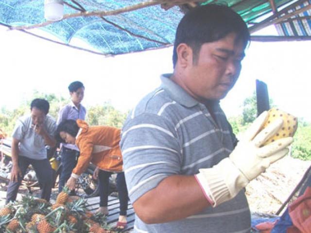 Thị trường - Tiêu dùng - Giá lao dốc, người trồng dứa "tháo chạy", mơ đổi đời với thanh long