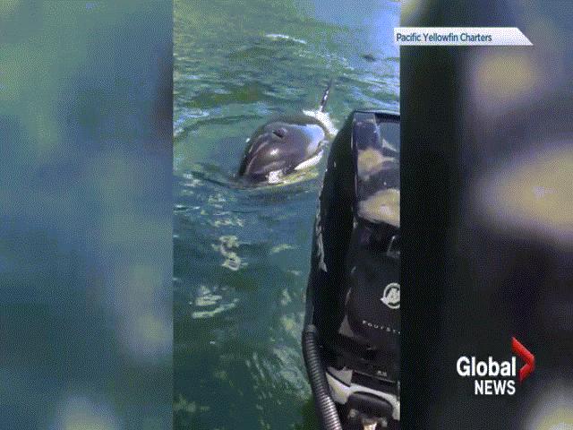 Thế giới - Bị cá voi sát thủ đuổi, hải cẩu "khôn như người" thoát chết ngoạn mục