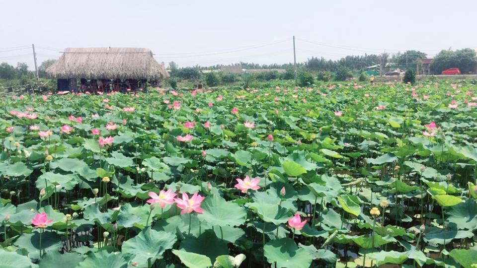 Giới trẻ phát sốt với đầm sen đẹp ngỡ ngàng giữa lòng Sài Gòn - 1