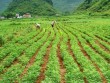 Chỉ 1 câu nói, bé gái thoát khỏi kẻ hiếp dâm