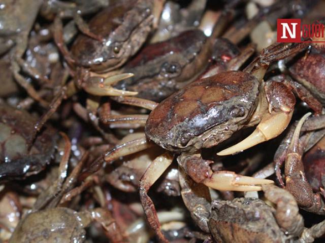 Thị trường - Tiêu dùng - Độc đáo chợ cua đồng "cổ" chỉ họp vào rạng sáng ở TP.HCM