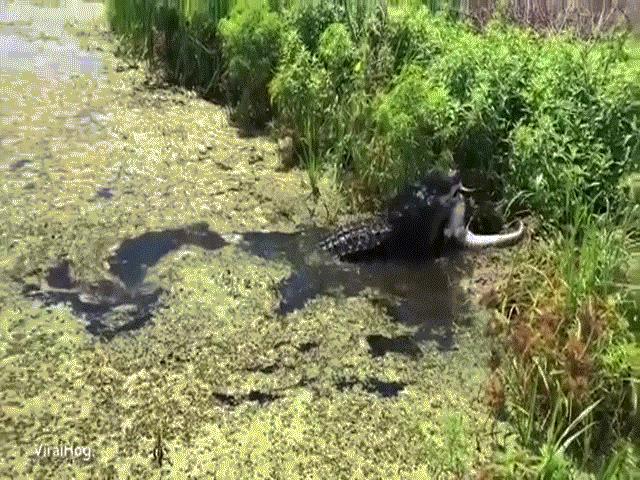 Video: Cá sấu khổng lồ phục kích, ăn thịt đồng loại ở Florida