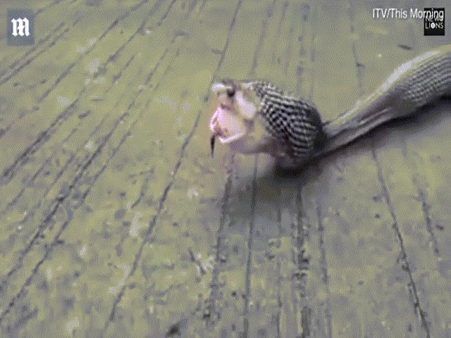 Thế giới - Video: Hổ mang chúa khổng lồ tham ăn mắc nghẹn, nôn ra 9 quả trứng