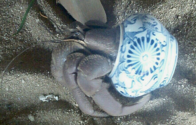 Hiếm, độc: Ốc mượn hồn "khủng" gửi mình trong lọ gốm cổ - 4
