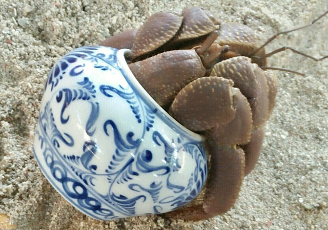 Hiếm, độc: Ốc mượn hồn "khủng" gửi mình trong lọ gốm cổ - 6