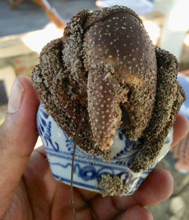 Hiếm, độc: Ốc mượn hồn "khủng" gửi mình trong lọ gốm cổ - 7