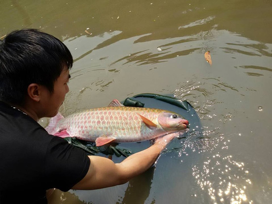 Loài “cá vua” có tiền chưa chắc mua được, sống thọ vài chục năm - 1