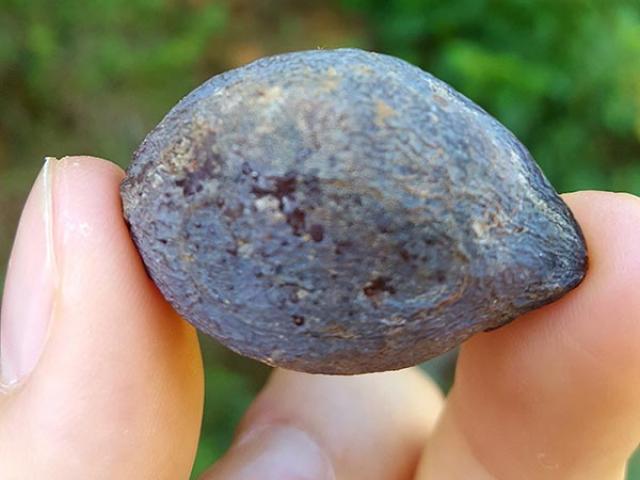 Thị trường - Tiêu dùng - Cây trám “đẻ ra tiền” được "đại gia" Trung Quốc đặt mua 10 năm liền