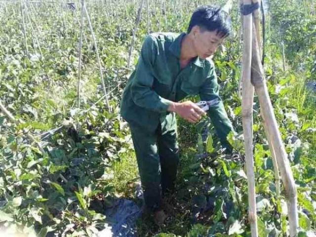 Thị trường - Tiêu dùng - Liên kết trồng cà tím Nhật, dân ở đây lãi hơn 20 triệu đồng mỗi sào