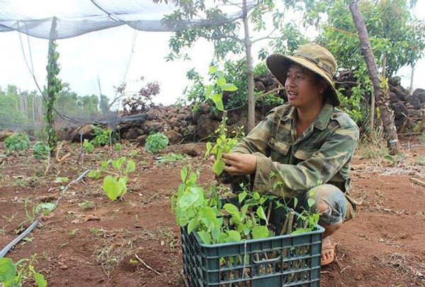 Người dân Đắk Nông kiếm 100 triệu đồng mỗi năm từ rau bò khai - 1