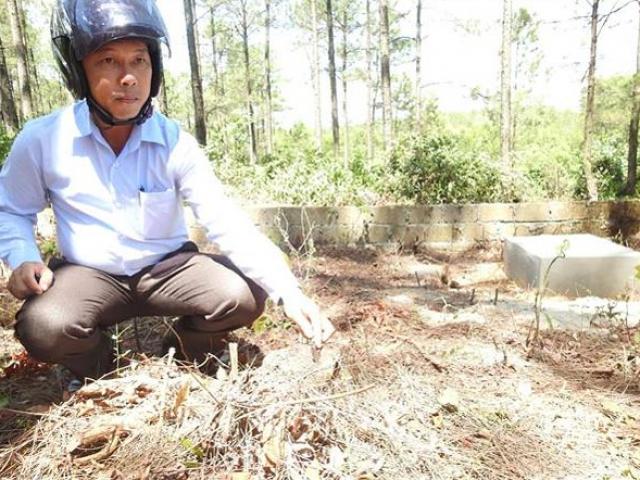 Tin tức trong ngày - Bức tử rừng thông để dành đất cho… người chết