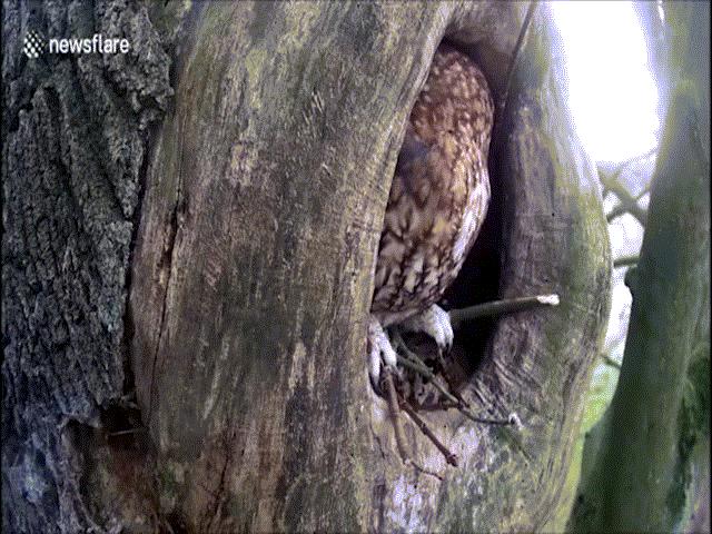 Phi thường - kỳ quặc - Đi chơi về thấy cú chiếm tổ, sóc hành động "cứng"