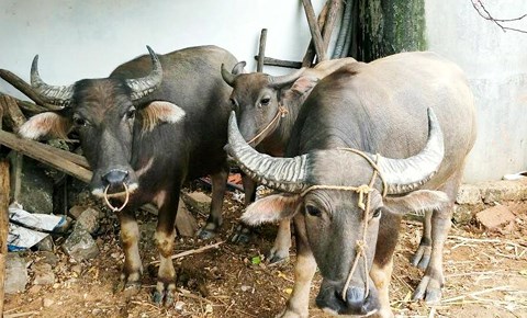 Cả nhà đang xem World Cup, trộm vào bắt 5 con trâu - 1