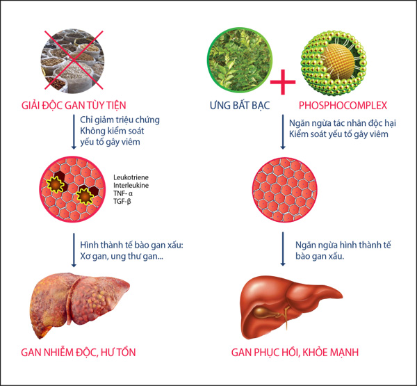 Chỉ giải độc là chưa đủ – Gan còn cần duy trì sức khỏe đường dài - 1