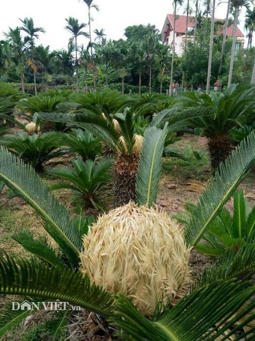 Xưa nay hiếm: Vườn có hơn 20 cây vạn tuế cùng lúc trổ hoa ở Nam Định - 1