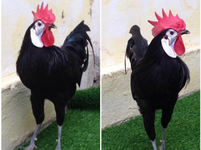 Thị trường - Tiêu dùng - Gà chú hề cổ xưa nhất trái đất giá nghìn đô hút dân chơi Việt