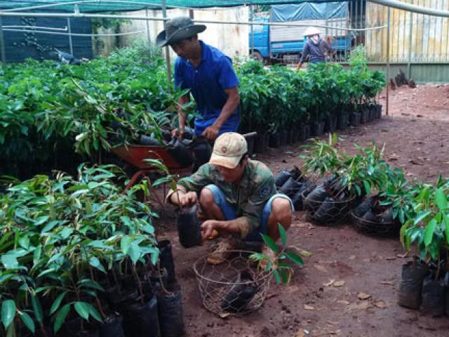 Thị trường - Tiêu dùng - Đổ xô trồng "cây tiền tỷ" sầu riêng, nguy cơ dính “sầu chung”