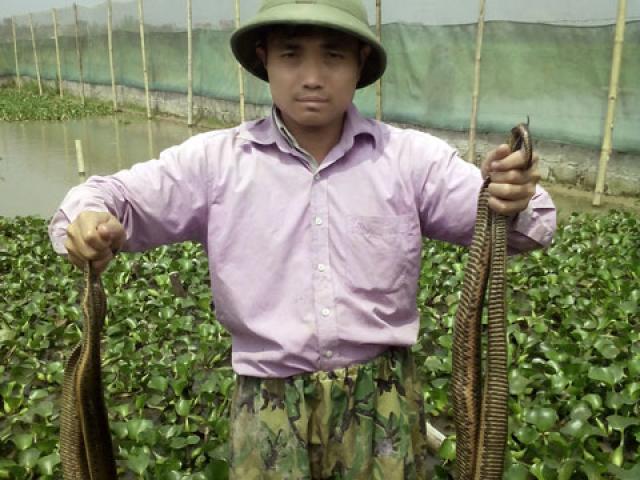 Thị trường - Tiêu dùng - Chàng "Quách Tĩnh" ngắm mưa rào, đợi rắn đẻ, thu tiền rủng rỉnh