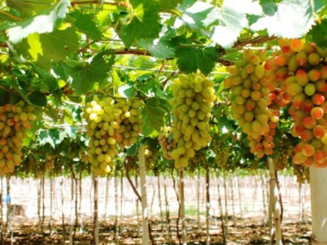 Thị trường - Tiêu dùng - “Anh khùng” trồng giống nho khổng lồ, cho thu trăm triệu